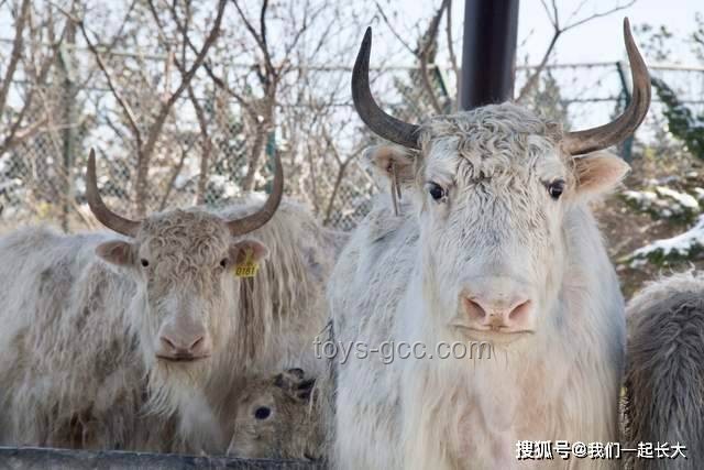 🐏高考秘籍！解锁2025广东生物遗传大题「无角美臀羊」攻略